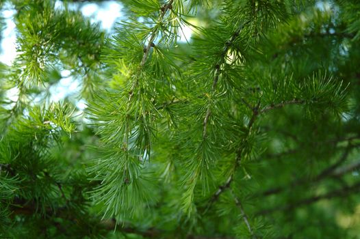 Conifer branchlets (Spruce). Brightly green needles - summer nature background.