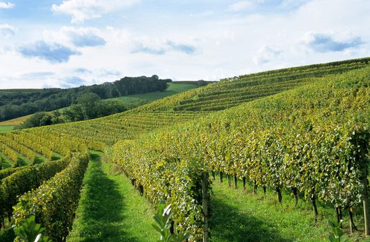 Jurancon grape vines grow in neat rows in the Pau region of France near the Pyrenese.