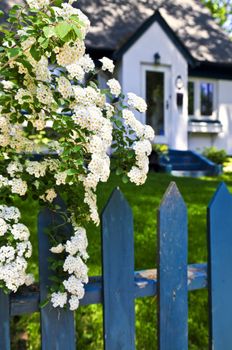 Blue picket fence with flowering bridal wreath shrub and residential house