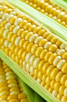 Ears of fresh corn with husks close up