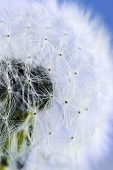 Macro of dandelion seeds on blue sky background