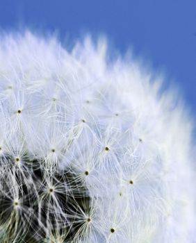 Macro of dandelion seeds on blue sky background