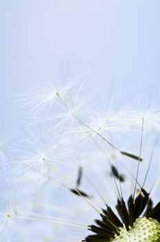 Macro of dandelion seeds on blue sky background