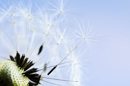 Macro of dandelion seeds on blue sky background