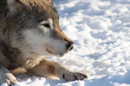 Closeup of wolf's muzzle on snow background with copy space