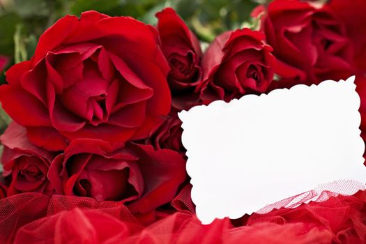 Beautiful red roses and blank card lying on a red background. Shallow DOF 