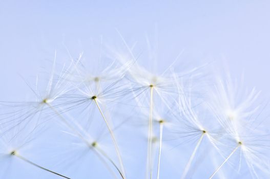 Macro of dandelion seeds on blue sky background