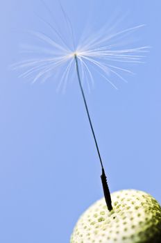 Macro of one dandelion seed on blue  background