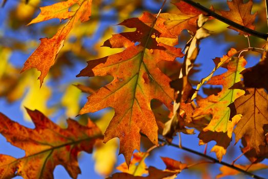 Autumn oak leaves of bright fall colors close up