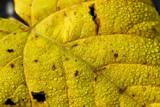 Macro of dewy autumn leaves of bright fall colors