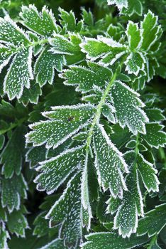 Macro of frosty plant leaves in late fall