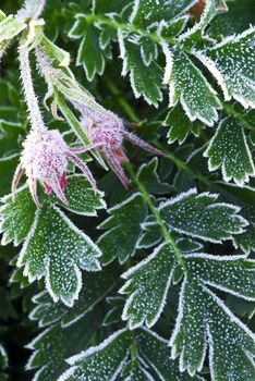 Macro of frosty plant leaves in late fall