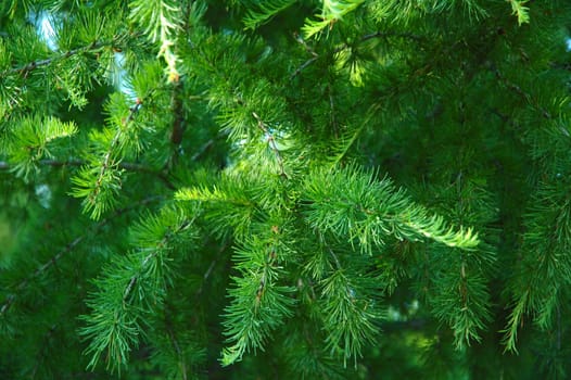 Conifer branchlets (Spruce). Brightly green needles - summer nature background.