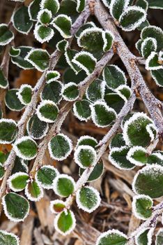 Macro of frosty plant leaves in late fall