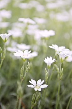 Floral background of cerastium snow-in-summer flowers close up