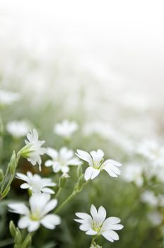 Floral background of cerastium snow-in-summer flowers close up