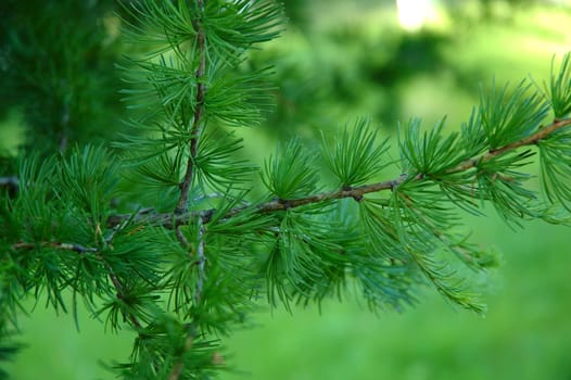 Conifer branchlets (Spruce). Brightly green needles - summer nature background.