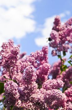 Abundant flowers of purple lilac blooming in late spring