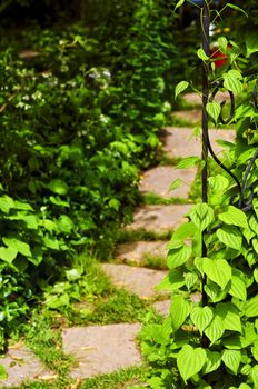 Closeup on green yam vine climbing on wrought iron arbor