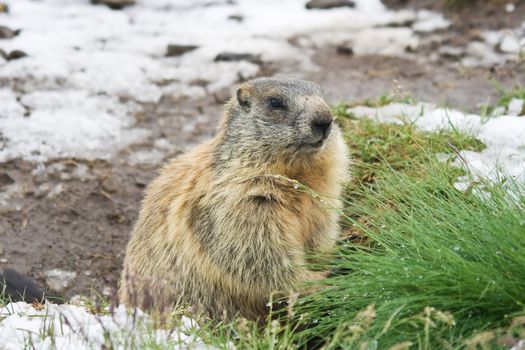 Marmot standing on a snow covered meadow in italian alps