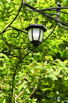 Wrought iron arbor with lantern in lush green garden