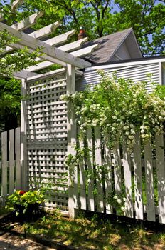 White trellis and fence with flowering bridal wreath shrub in a garden