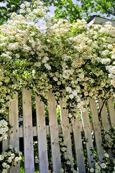 White fence with blooming bridal wreath spirea shrub