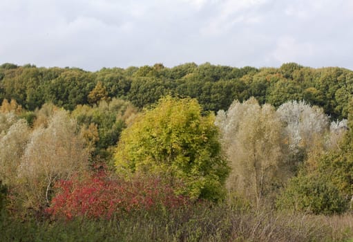 Colourful trees in a wood in England in autumn.