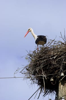 White Stork (Ciconia ciconia) in nest on power line. Backroun blue sky with white clouds. White Stork is a symbol of childbirth