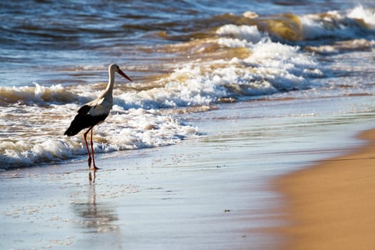 White stork (Ciconia ciconia) in beach looking for food