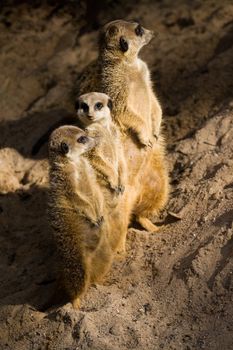 The meerkat or suricate Suricata suricatta is a small mammal and a member of the mongoose family