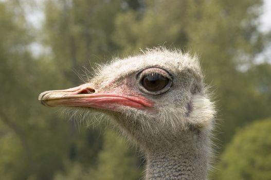 A portrait of an Ostrich with background out of focus