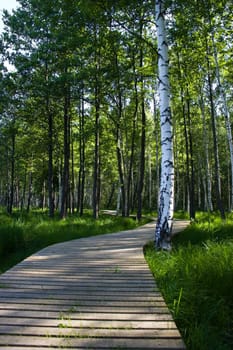 Wooden tourism nature trail in forest (Latvia).