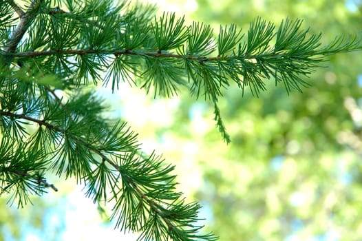 Conifer branchlets (Spruce). Brightly green needles - summer nature background.