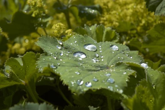 Rain drops on the leaf of a Lady's Mantle