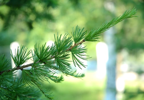 Conifer branchlets (Spruce). Brightly green needles - summer nature background.