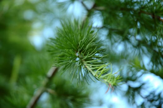 Conifer branchlets (Spruce). Brightly green needles - summer nature background.