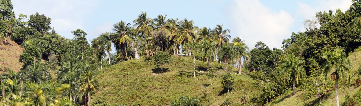 Panoramic view of the palm landscape in caribbean