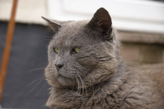 A gray cat on the patio in the sunshine