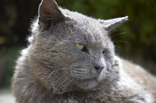 A gray cat on the patio in the sunshine