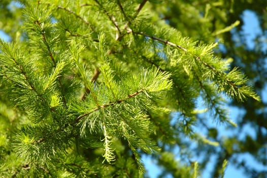 Conifer branchlets (Spruce). Brightly green needles - summer nature background.