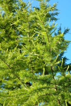 Conifer branchlets (Spruce). Brightly green needles - summer nature background.