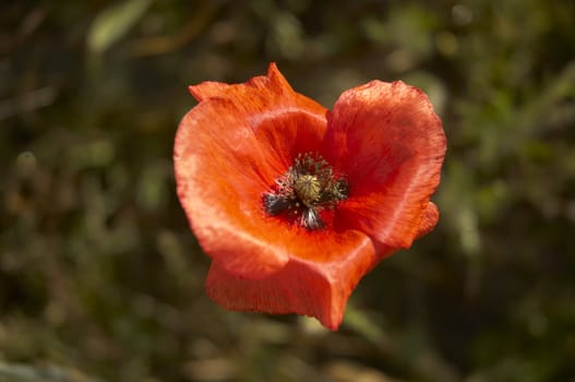 A red Poppy with natural a background