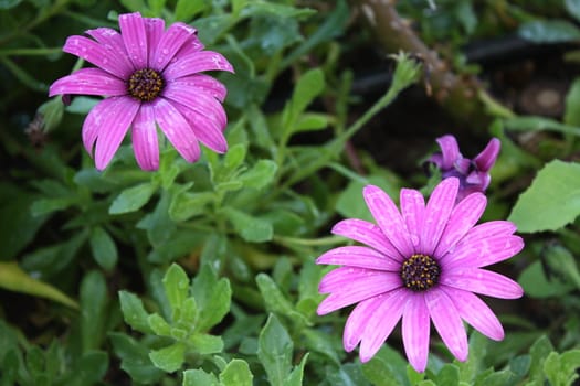 Two pink daisies over a leafy and green background.