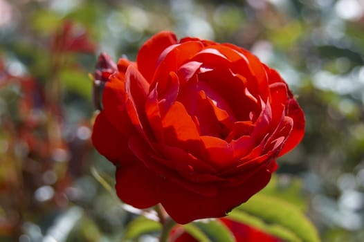 An English Red Rose outdoors on the bush