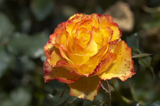 Detail of an orange Rose still on the bush