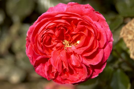 A red rose still on the bush with background out of focus