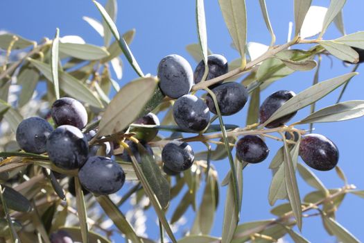 Black olives on branch against blue sky.