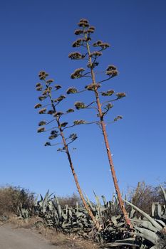 Agaves in desert against blue sky.