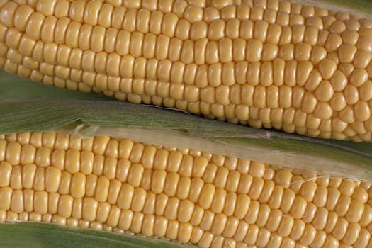 Closeup of two corns on the cob.